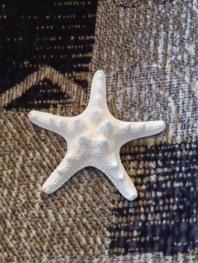 4/$40 White Starfish From Florida